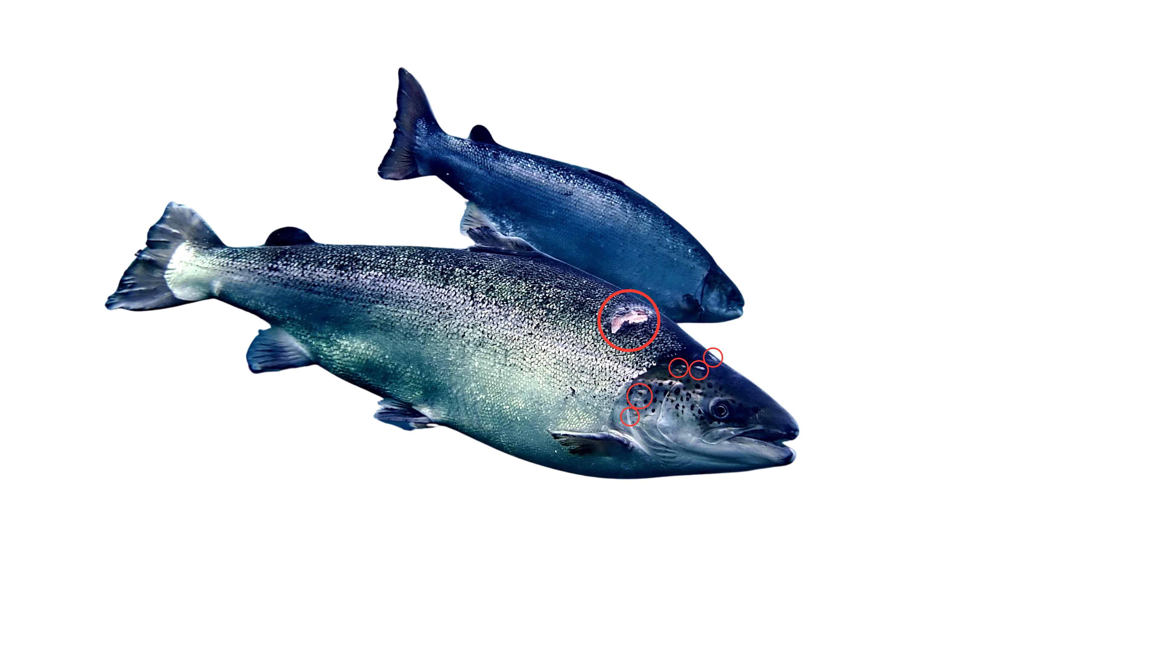 Underwater